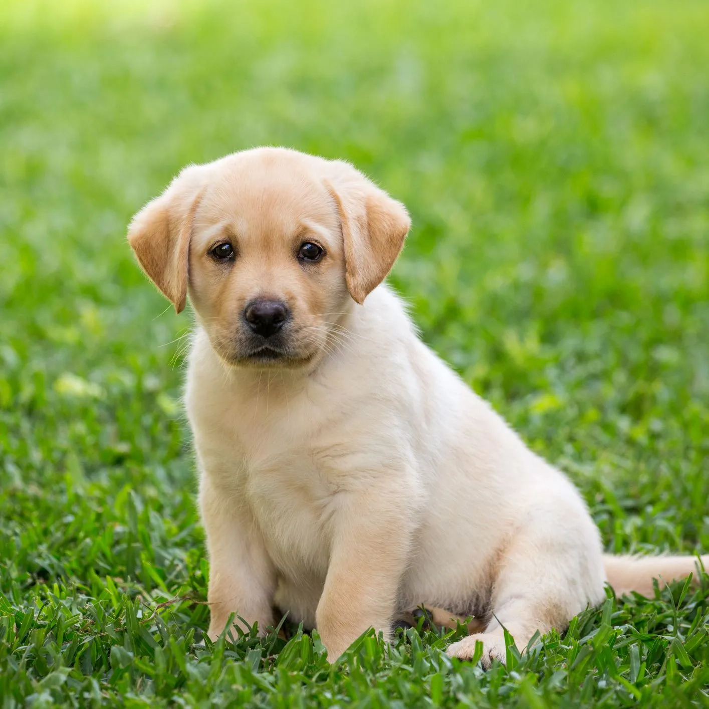 Labradors Dog In Bangalore