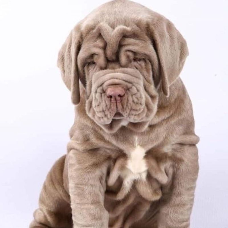 Neapolitan Mastiffs Dog In Bnagalore