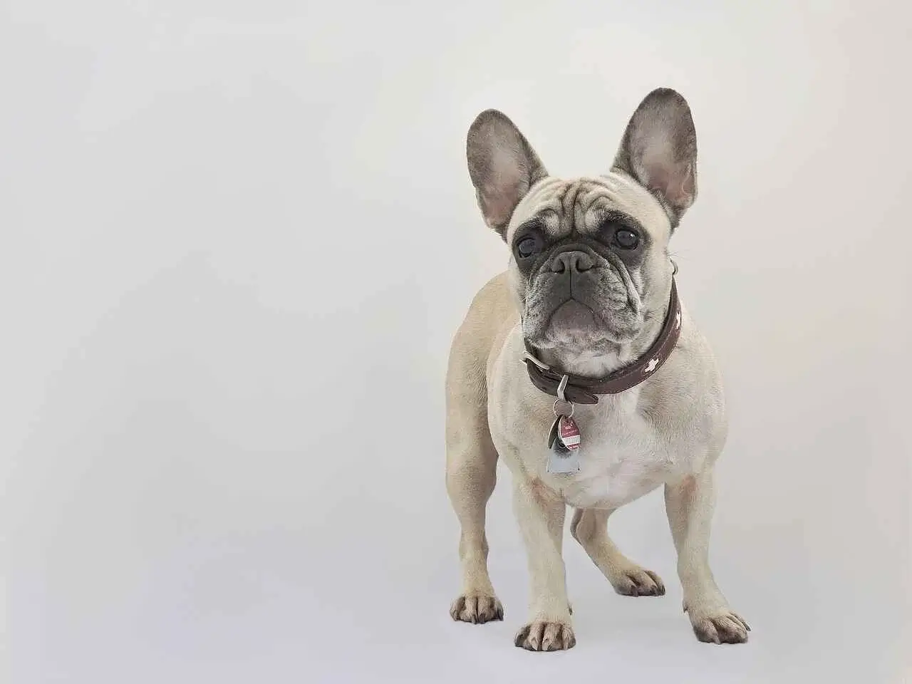 French Bulldog In banaglore