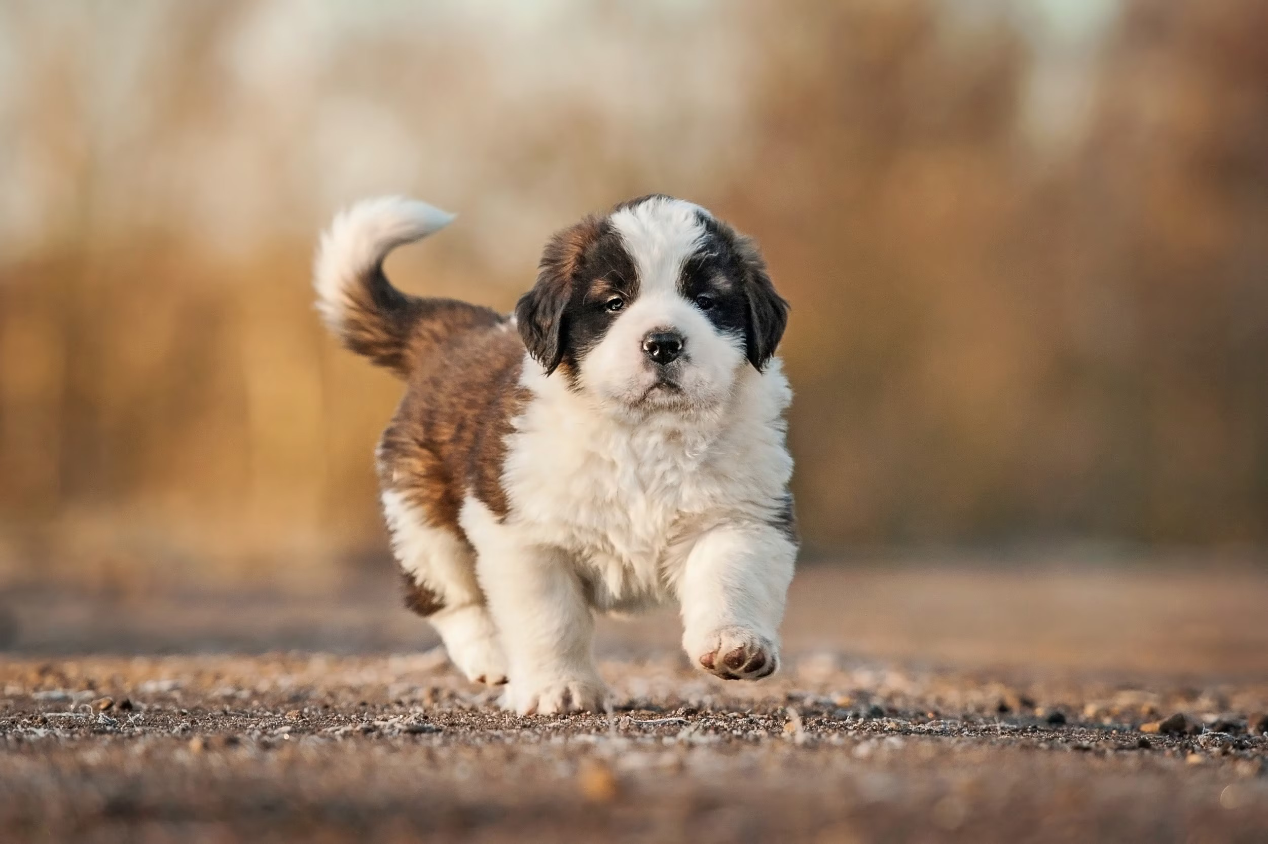 Saint Bernard Dog In Bangalore