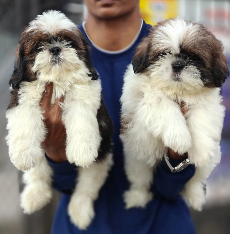 Shih Tzu Dog In Bangalore